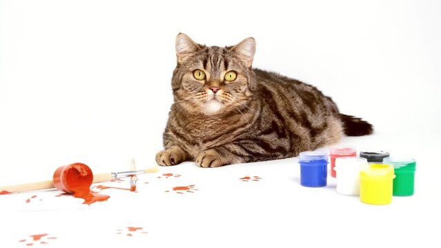 Cat with paints and a brush. Cat spilled a can of paint. Cat is drawing. 