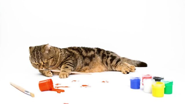 Cat with paints and a brush. Cat spilled a can of paint. Cat is drawing. Cat is holding a brush in its paws.