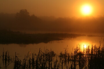 Morning hazy sun on wetland