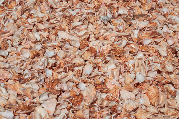 Fragments of broken shells on the shores of the Atlantic Ocean as a background.