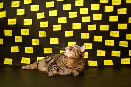 Cat on a black background with yellow sheets for notes with tasks. Cat with notes.
