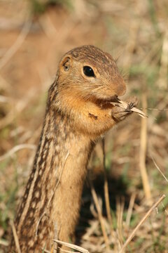 Thirteen Lined Ground Squirrel Eating