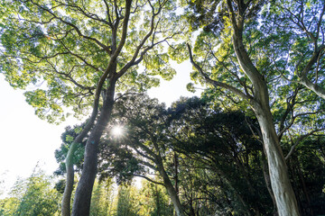 The sun Rays shining through the vibrant lush green foliage