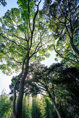 The sun Rays shining through the vibrant lush green foliage