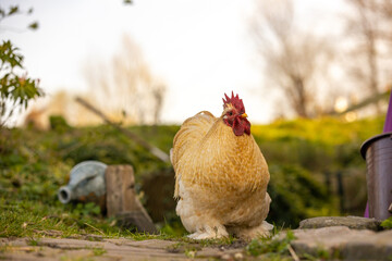 free range chicken farm feeding op organic food open free no cage