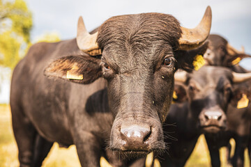 Wasserbüffel auf einer Weide in Brandenburg