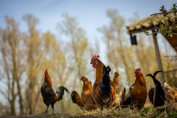Rolgordijnen free range chicken farm feeding op organic food open free no cage © Enlight fotografie
