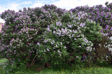 Obraz premium Lilac trees in lilac garden 
