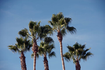 Fototapeta premium California Fan Palm Trees under Blue Sky