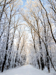 Picturesque snowy covered trees in a winter atmosphere. A path among trees in a snow-covered forest. Beautiful background image. Walk path, traces on the snow and light in perspective.