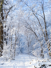 Picturesque snowy covered trees in a winter atmosphere. A path among trees in a snow-covered forest. Beautiful background image. Walk path, traces on the snow and light in perspective.