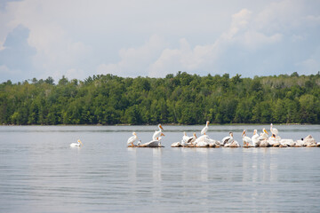 Flock of white pelican on rocks in the river
