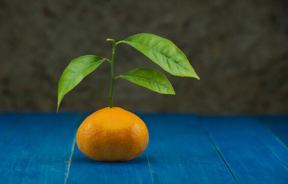 Close-up footage of orange and tangerine fruit on blue background.