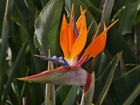 Strelitzienbl&uuml;te auf La Palma