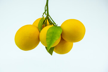 Close-up footage of orange and tangerine fruit on white background.