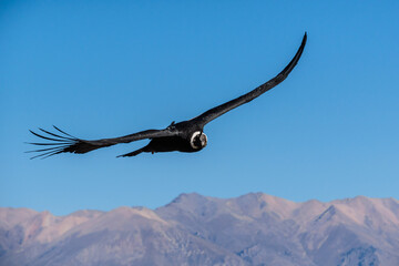 Foto eines Anden Kondor vor blauem Himmel mit Bergkulisse im Hintergrund