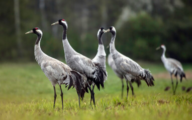 Fototapeta premium Common crane (Grus grus) in the wild. Early morning on swamp erens.