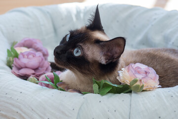 Portrait einer Siamkatze
