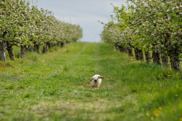 rabbit in an apple orchard