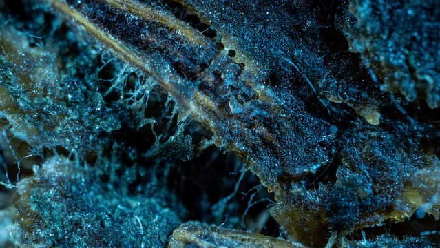 Mold Zygomycota growth time lapse on bread, super macro shooting, concept of the beginning of life, scientific and educational content