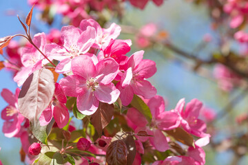 Pink flowers of the Malus prunifolia tree. Branches of the flowering pink tree Crab apples or sakura