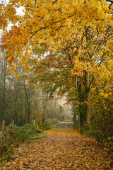 Fototapeta premium Trail in forest