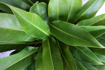 Philodendron erubescens is a species of flowering plant in the family Araceae, native to Colombia, Close up