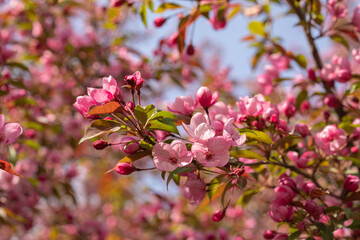 Fototapeta na wymiar Crabapple Trees Blooming. Branches of blossoming pink tree of apple or sakura. Close-up. Selective focus