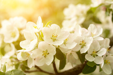 Naklejka na ściany i meble Close-up of white apple blossoms at sunrise. An image for creating a calendar, book, or postcard. Selective focus.