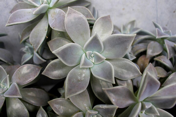 Graptopetalum Paraguayense with pink reflection seen from above illuminated by bright light