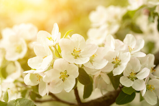 Close-up of white apple blossoms at sunrise. An image for creating a calendar, book, or postcard. Selective focus.
