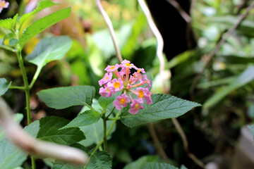 Lantana vaulted lat. Lantana camara plants from botanical garden for catalog. Natural lighting effects. Shallow depth of field