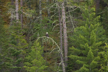 Obraz premium Bald Eagle resting on a tree limb