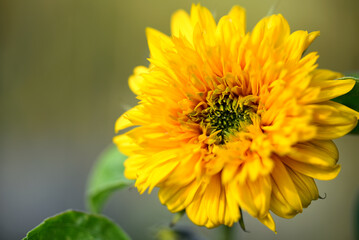 Close up of a Yellow and Orange Teddy bear sunflower blooming in the sun