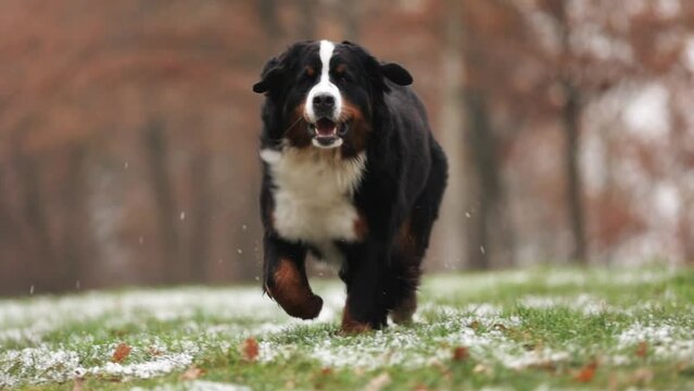Bernese mountain dog running at forest