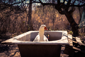 the goose in the bathtub © Verónica