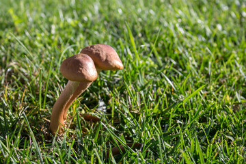 Image of a pair of wild fingos in a green meadow during the harvest.
