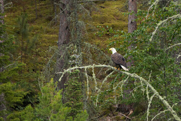 Bald Eagle resting on a tree limb