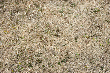 冬・芝生・草・白・地面・季節・グラウンド・アップ