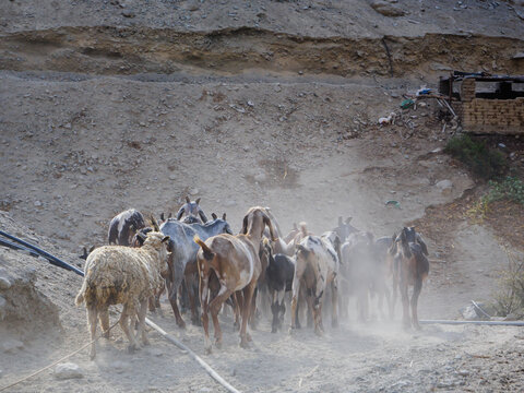 Arreando grupo de cabras caminando por la tierra levantando polvo en las monta&ntilde;as