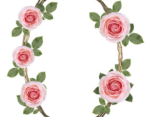 Bunch of of Pink Rose vine with leaf isolated on white background, Rose vine isolated on white With...