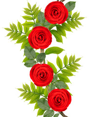 Bunch of of Red Rose vine with leaf isolated on white background, Rose vine isolated on white With work path.