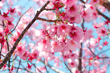 Japan Nature Cherry Blossom Tree 