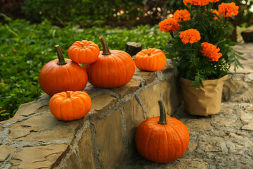 Many whole ripe pumpkins and potted flowers on stone curb in garden