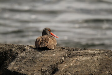 A Black Oystercatcher sitting on a rock from behind with water