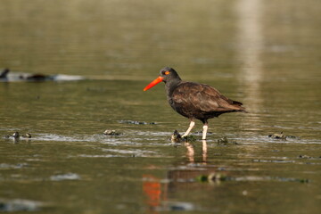 A Black Oystercatcher in shallow water with mussels