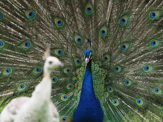Obraz premium A male Indian Peafowl or Peacock displaying to a white leucistic female