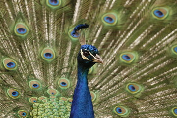 Naklejka premium Close up of a male Indian Peafowl or Peacock face, head, and neck with feathers displaying