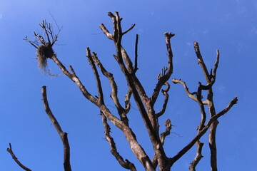 tree branches against blue sky