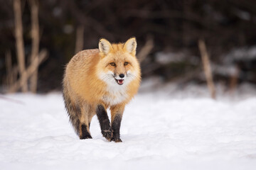 Naklejka premium red fox walking in snow